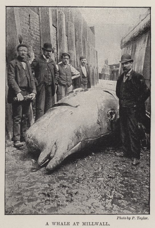 Une baleine à Millwall - English Photographer