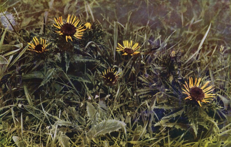 Chardons carlines (photo) - English Photographer