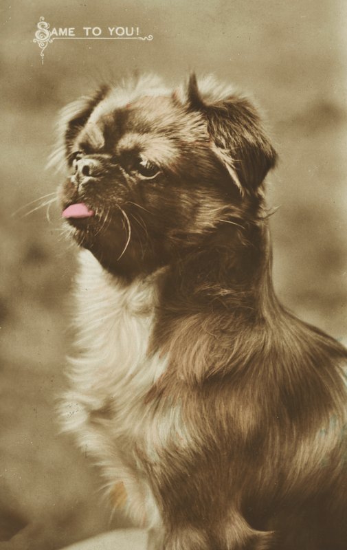 Chien tirant la langue - English Photographer