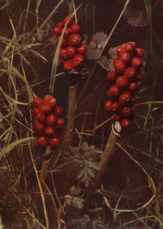 Fruit de Cuckoo-Pint - English Photographer