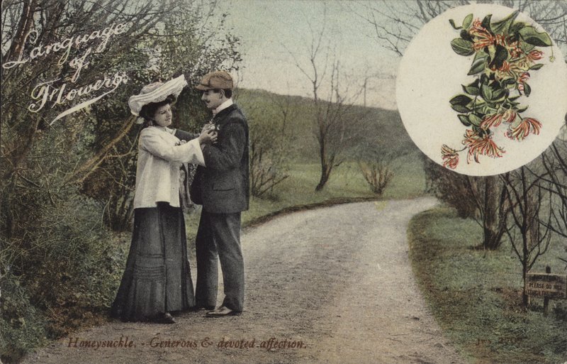 Chèvrefeuille - Affection généreuse et dévouée - English Photographer