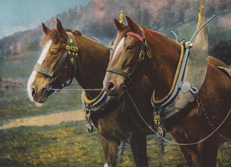 Paire de chevaux de trait - English Photographer