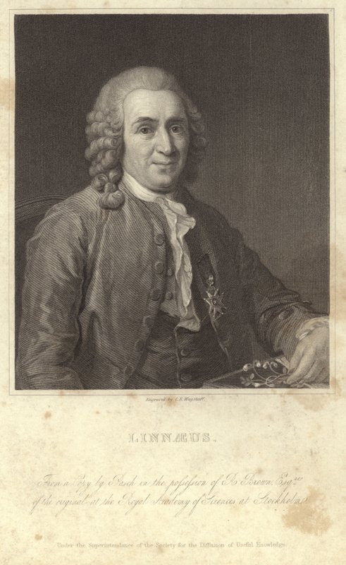 Portrait de Carl Linnaeus - English Photographer