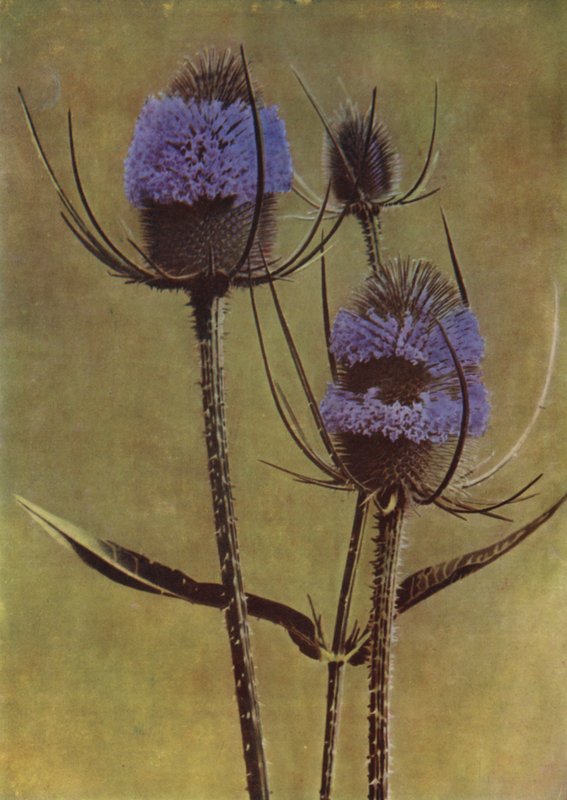 Cardère - English Photographer