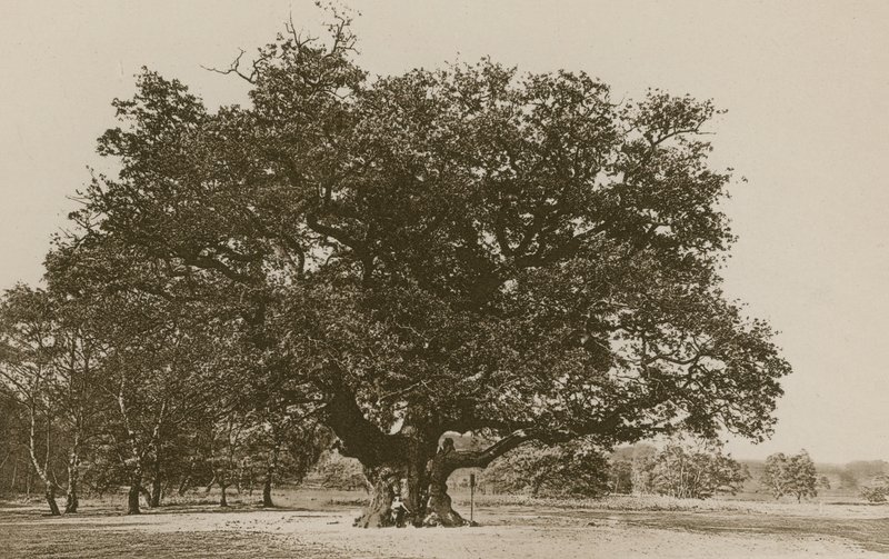 Le Major Oak, Forêt de Sherwood - English Photographer