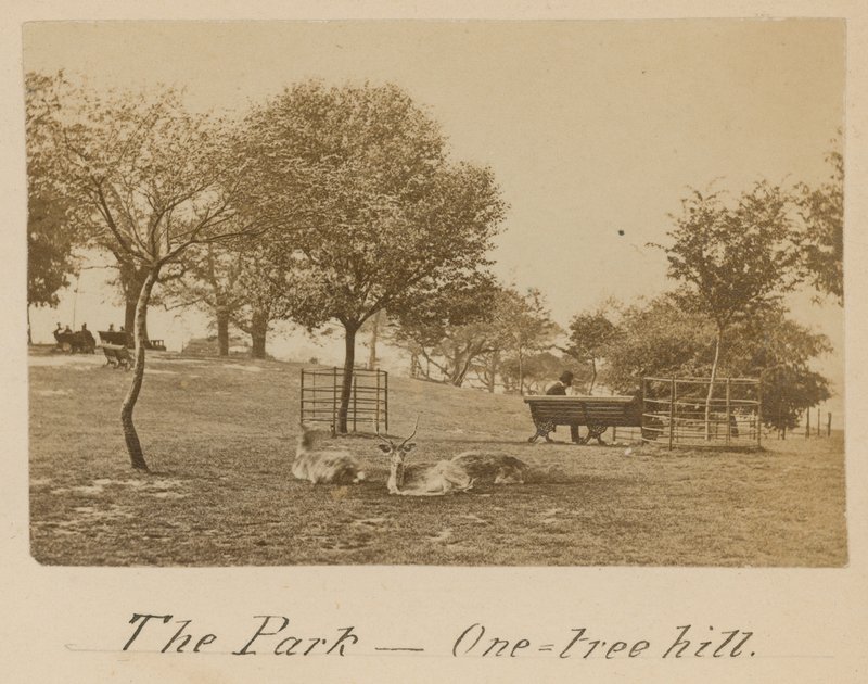 Le Parc - One Tree Hill, Greenwich - English Photographer