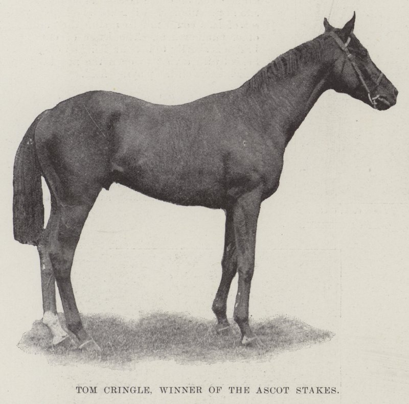Tom Cringle, vainqueur des Ascot Stakes - English Photographer