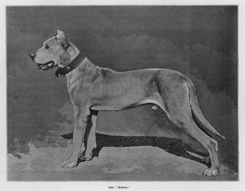 Fermes de Whiteley : Chien "Marco" - English Photographer