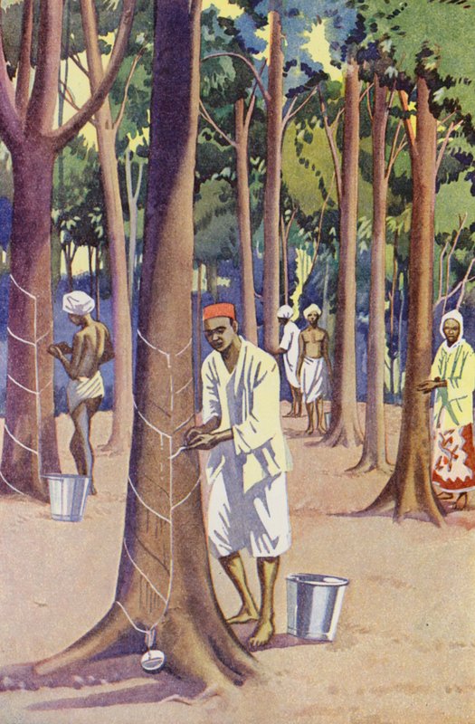 Une plantation de caoutchouc en Malaisie - English School