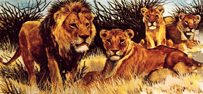 Une troupe de lions - English School