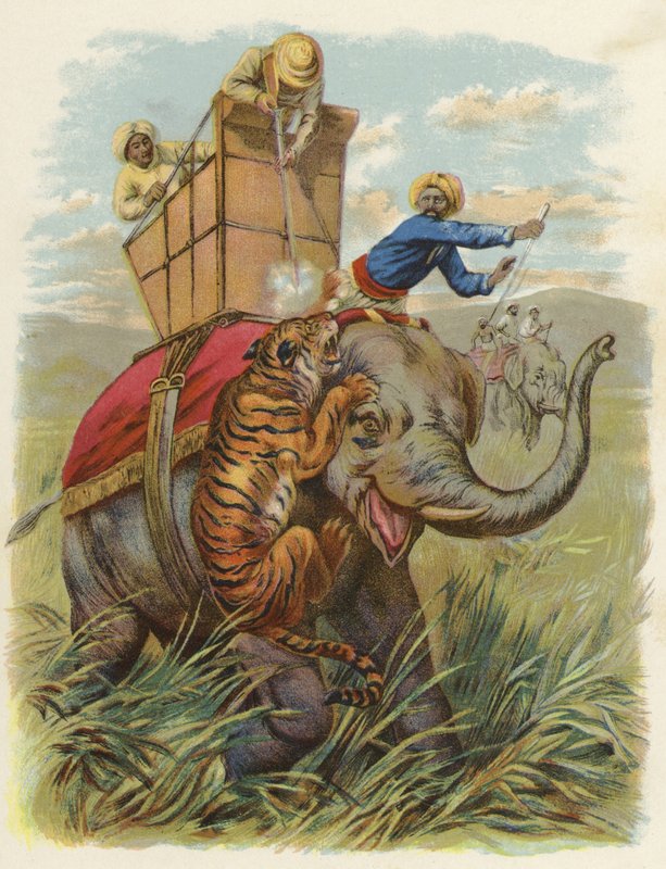 Un chien tigre en Inde - English School