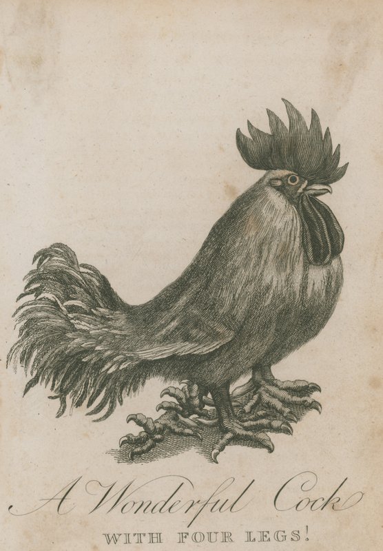 Un coq merveilleux avec quatre pattes - English School