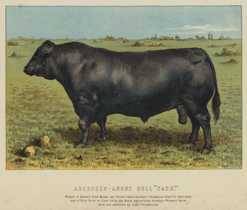 Taureau Aberdeen-Angus "Cash" - English School