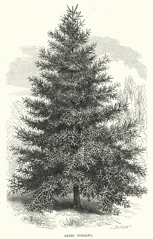 Abies Pinsapo - English School