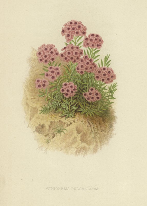Aethionema pulchellum - English School