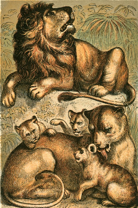 Lion africain, lionne et lionceaux - English School