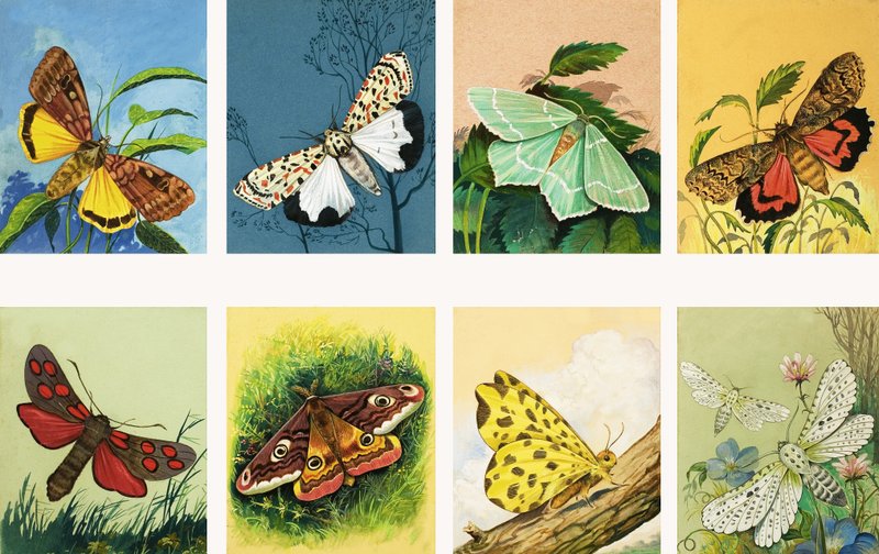 Toutes sortes de papillons de nuit - English School