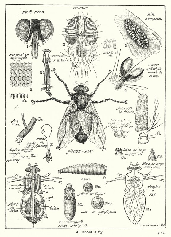 Tout sur une mouche - English School