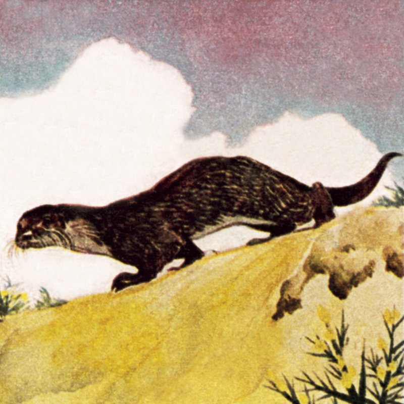 Une loutre - English School