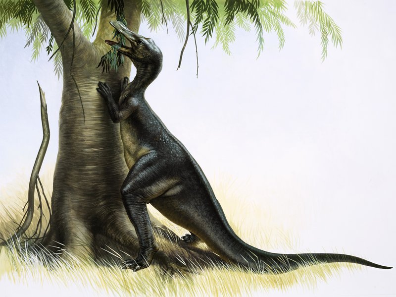 Anatosaurus - English School