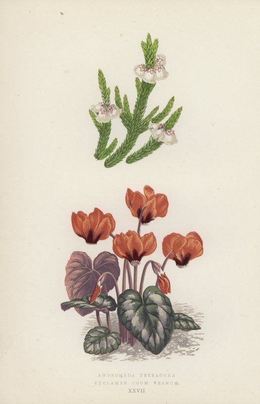 Andromeda Tetragona; Cyclamen Coum Vernum - English School