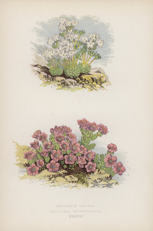 Androsace Velue ; Saxifrage Opposée (lithographie en couleur) - English School