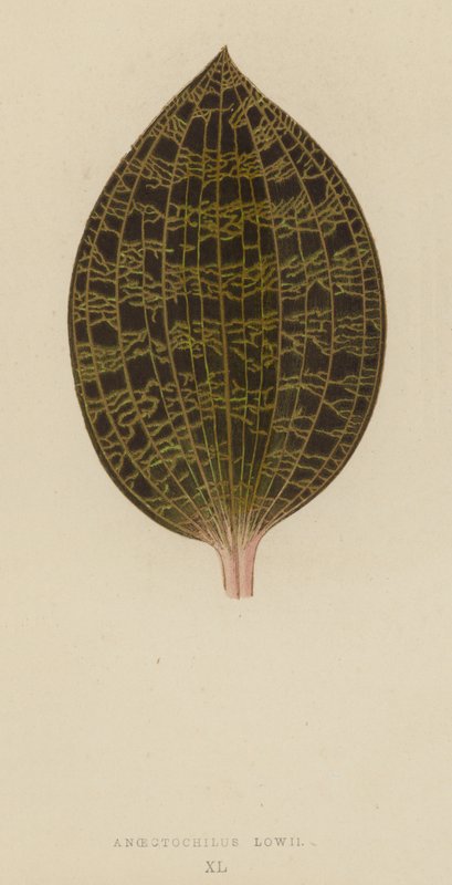 Anoectochilus Lowii - English School