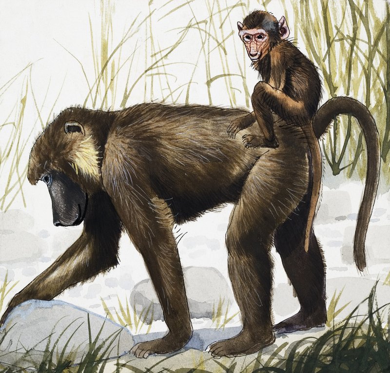 Singe avec bébé (gouache sur papier) - English School