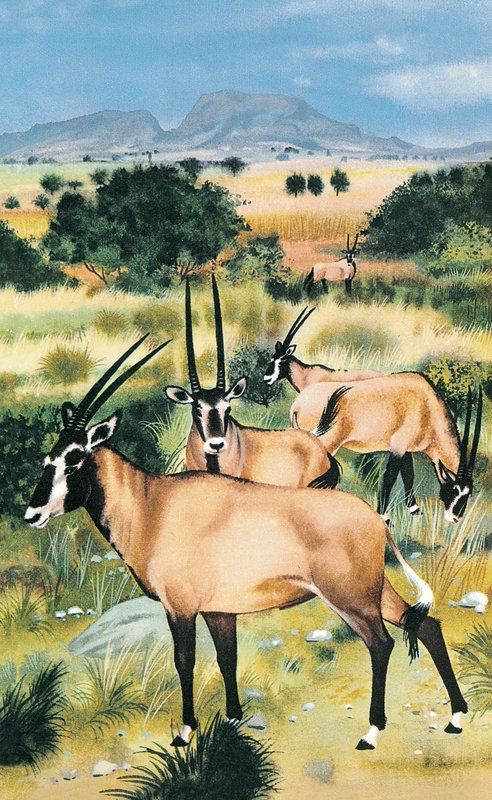 Oryx d