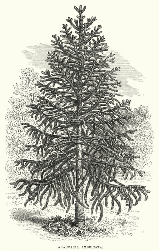 Araucaria Imbricata - English School