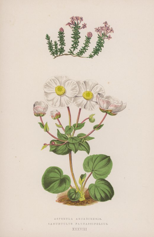 Asperula arcadienne ; Renoncule de Parnasse - English School