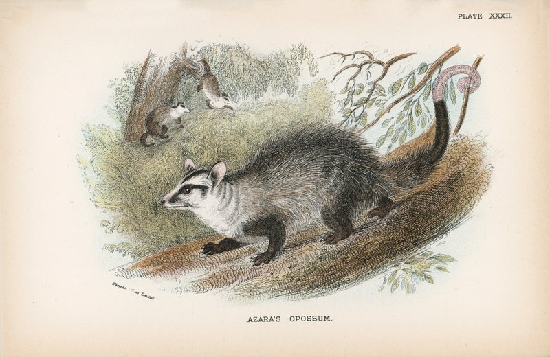 Opossum d