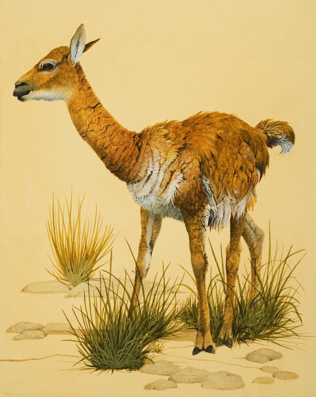 Bébé Lama - English School