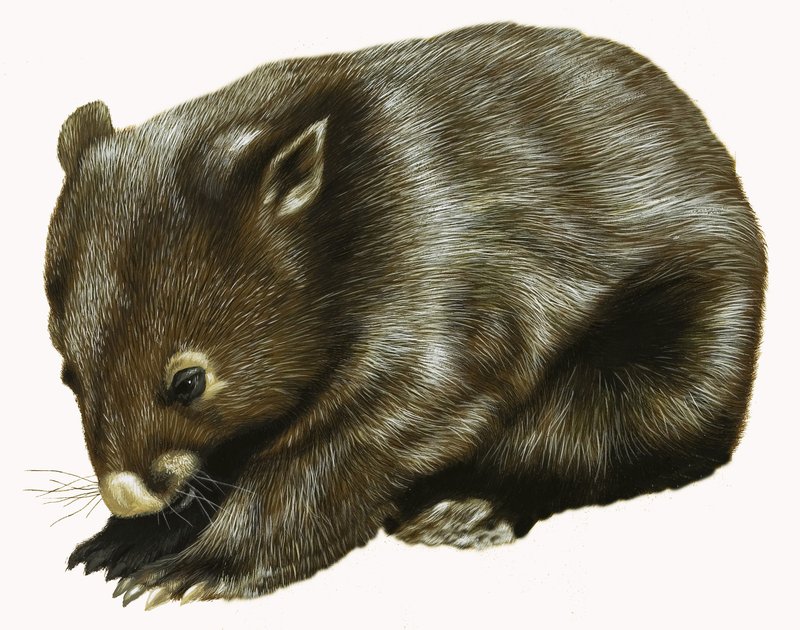 Bébé Opossum - English School