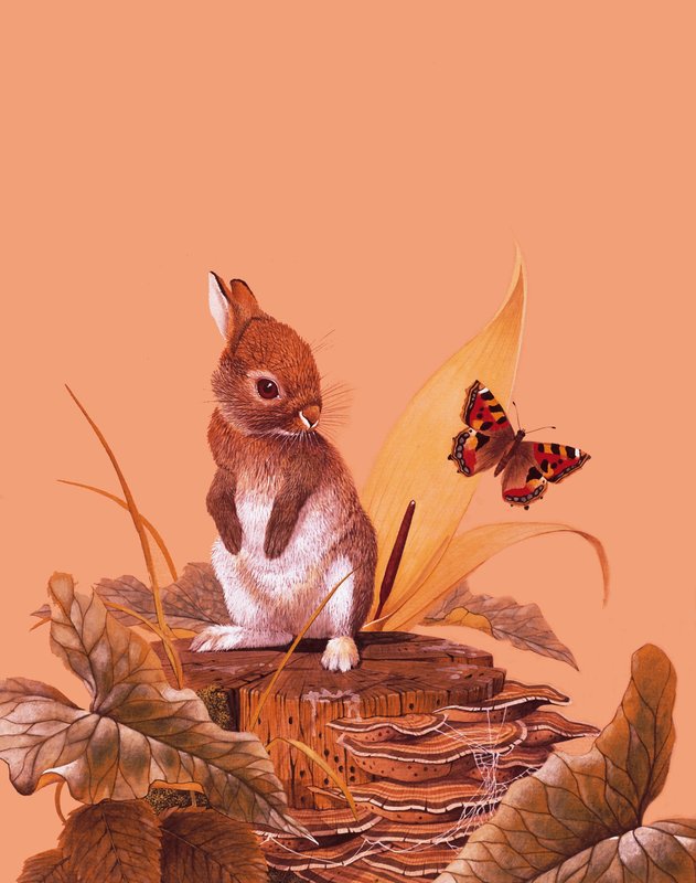 Bébé lapin - English School