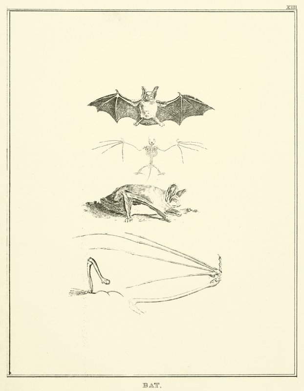 Chauve-souris (gravure) - English School