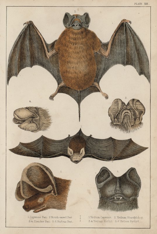 Chauves-souris - English School