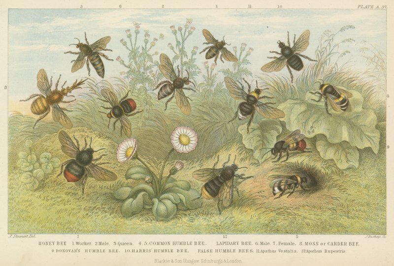 Abeilles (gravure colorée) - English School