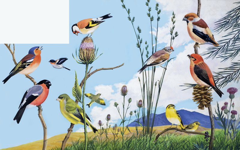 Oiseaux - English School