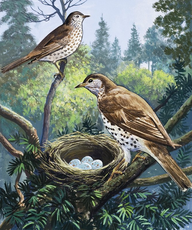 Oiseaux et nid - English School
