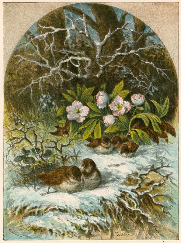 Oiseaux en hiver - English School