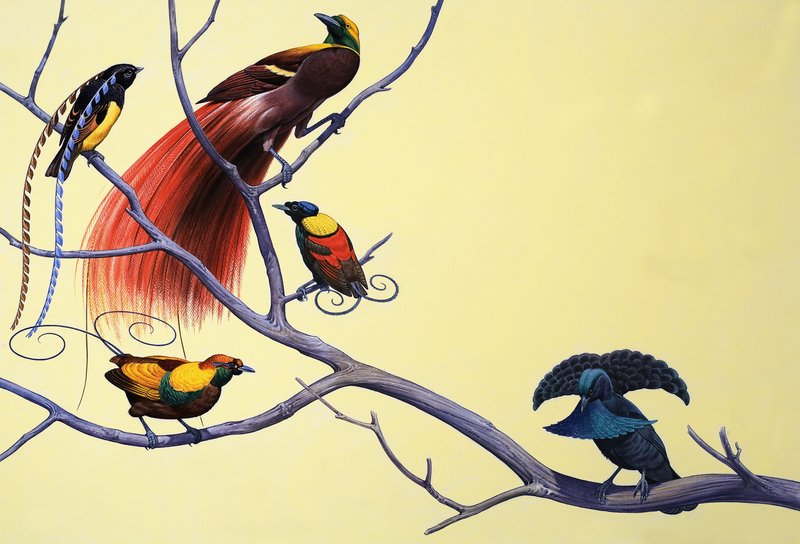 Oiseaux de paradis - English School