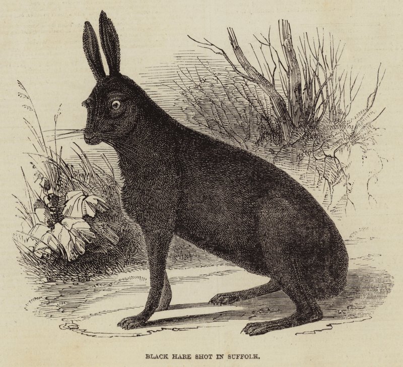 Lièvre noir abattu dans le Suffolk - English School