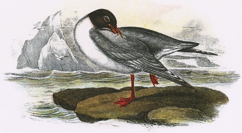 Mouette rieuse - English School