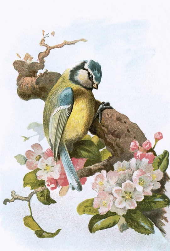 Mésange bleue - English School