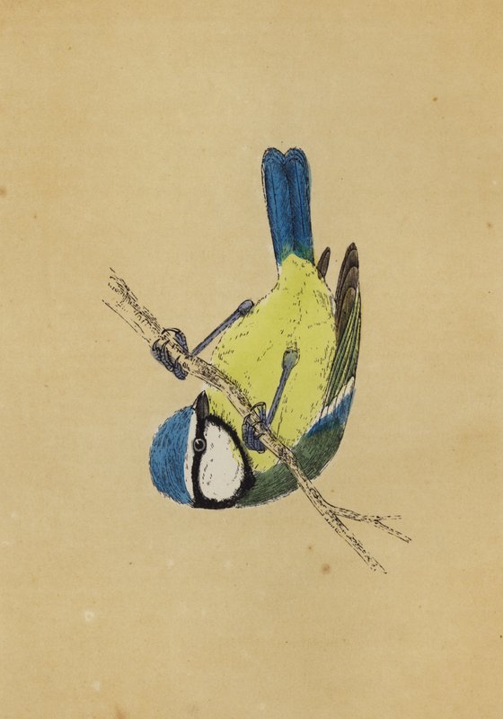 Mésange bleue - English School