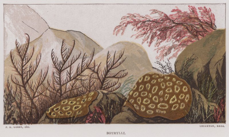 Botrylli (lithographie en couleur) - English School