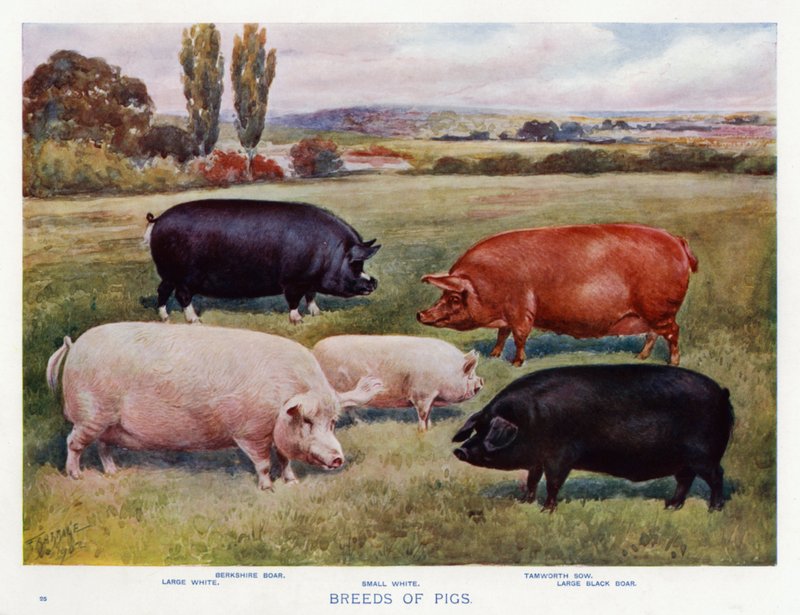 Races de cochons - English School