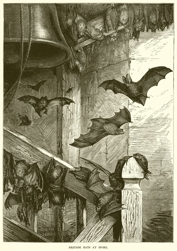 Chauves-souris britanniques à domicile - English School