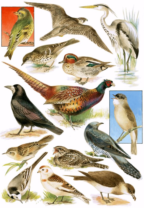 Oiseaux Britanniques - English School